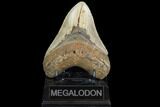 Fossil Megalodon Tooth - North Carolina #101308-1